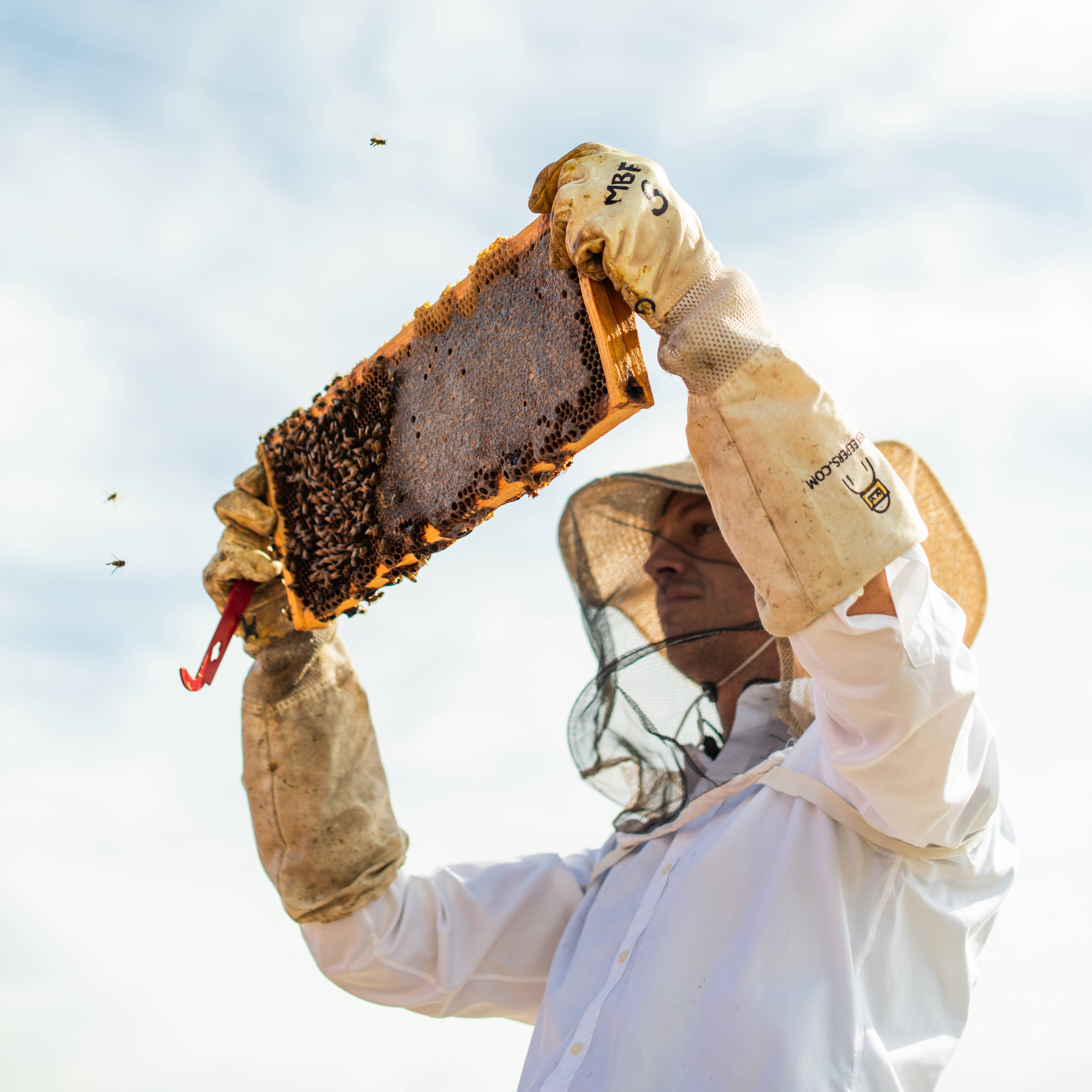 Mulling Spice Infused Honey 12oz | Messner Bee Farm