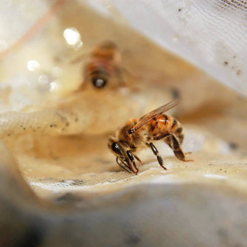 Mulling Spice Infused Honey 12oz | Messner Bee Farm