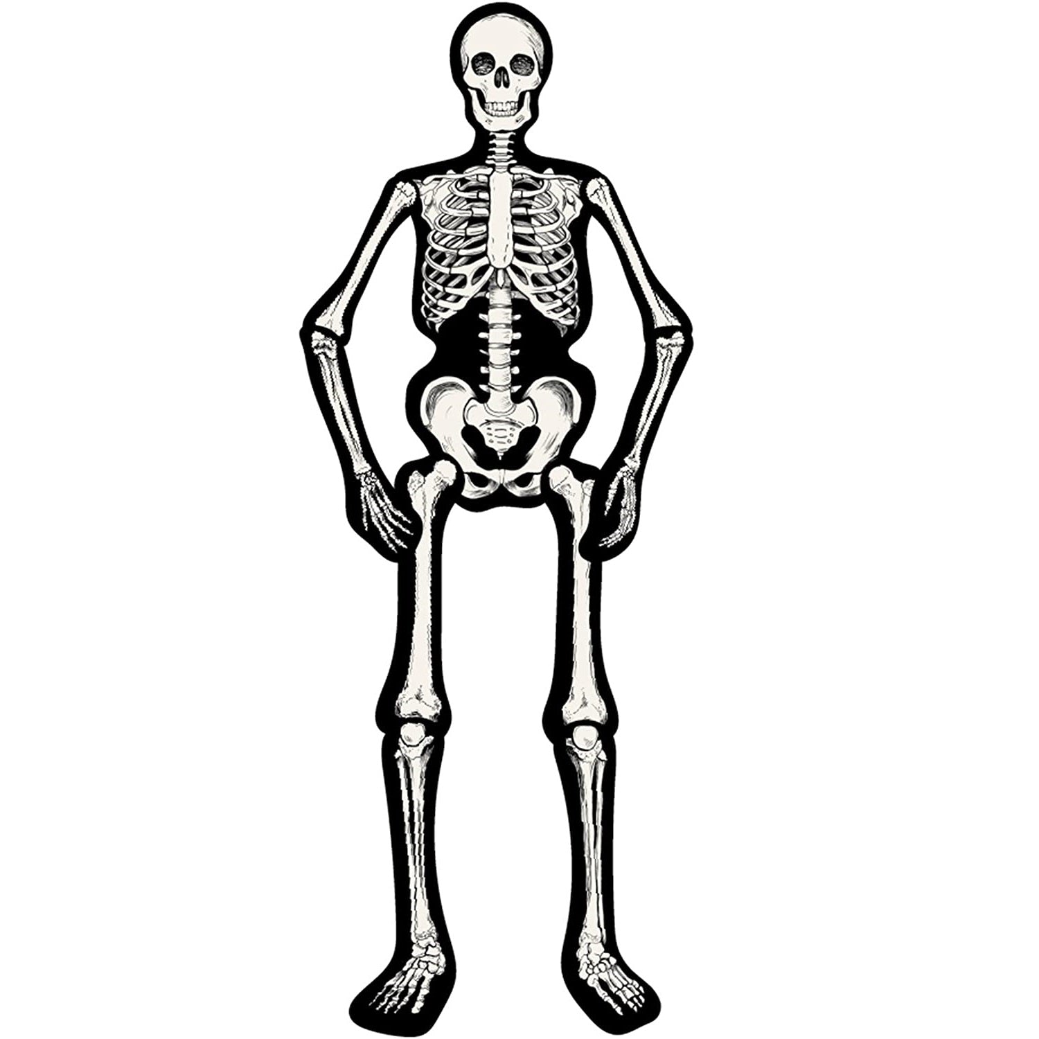 Articulated Skeleton | Hester & Cook