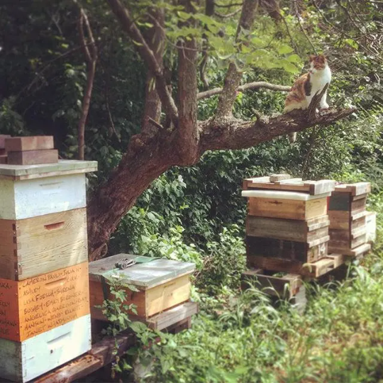 Hive boxes in a natural setting with a cat on a tree branch