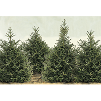 Fir Trees Placemats